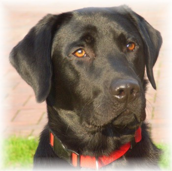 labrador-retriever-deckruede-startseite.jpg