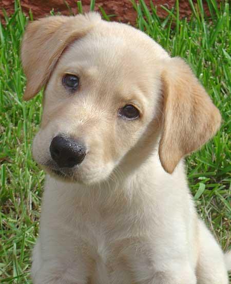 buffett_labrador_01_jpg_w450.jpg