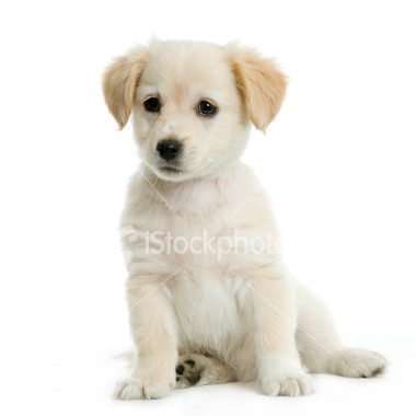 ist2_2337513-labrador-retriever-cream-puppy.jpg