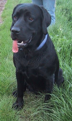 302px-Labrador.jpg