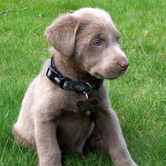 SilverLabradorRetrieverRipleyRipleyB.jpg