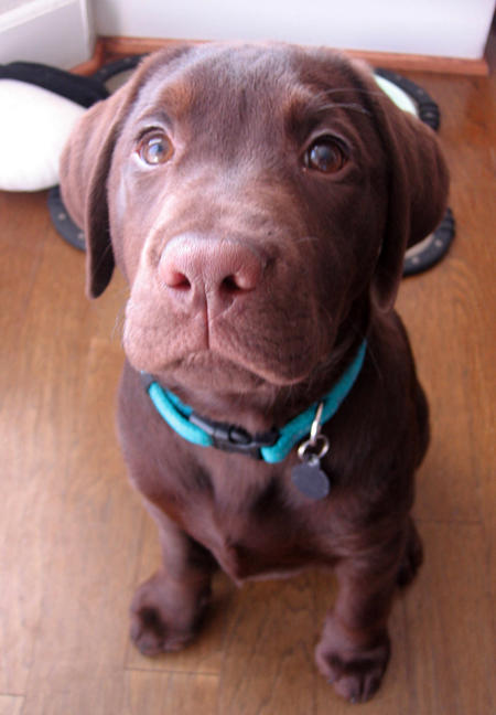 Kobe_Labrador_Retriever_01_jpg_w450.jpg